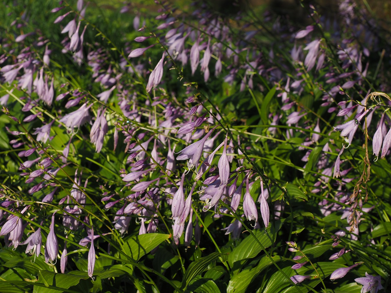 plantain lily flowers violet free photo