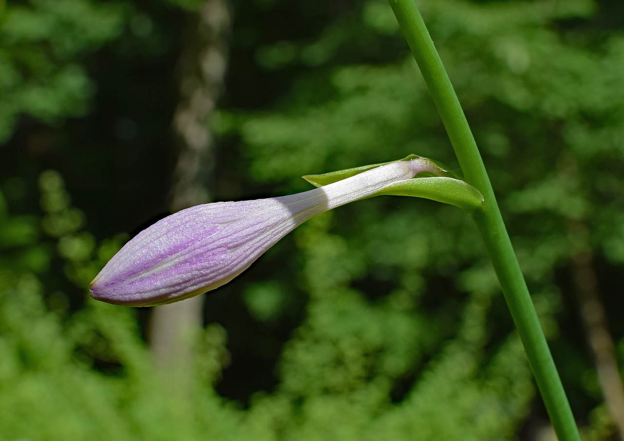 plantain lily bud lily hosta free photo