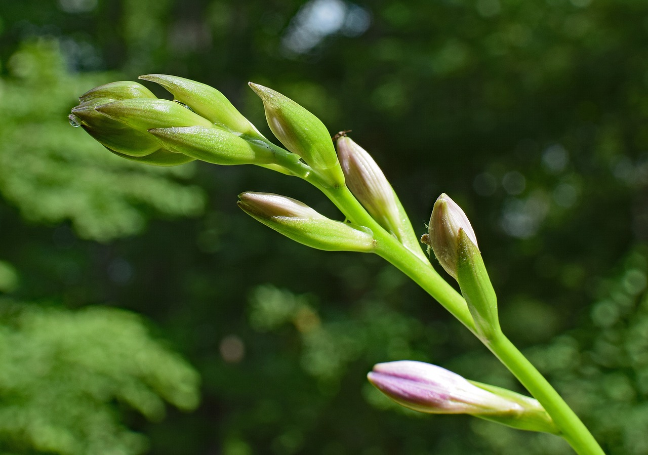 plantain lily buds lily hosta free photo