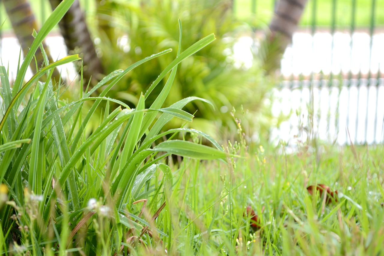 plantas verdes gramando free photo