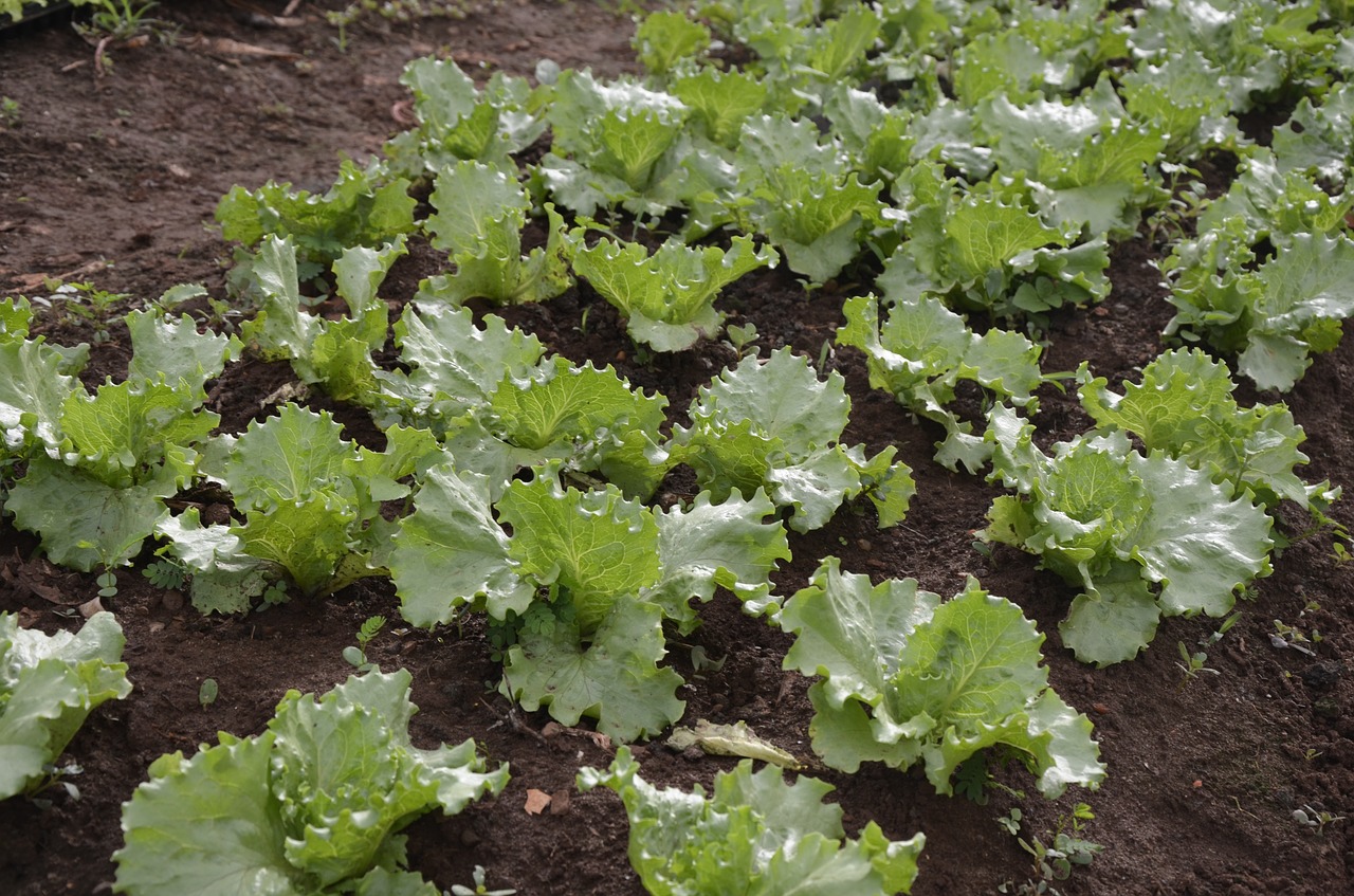 plantation lettuce green free photo