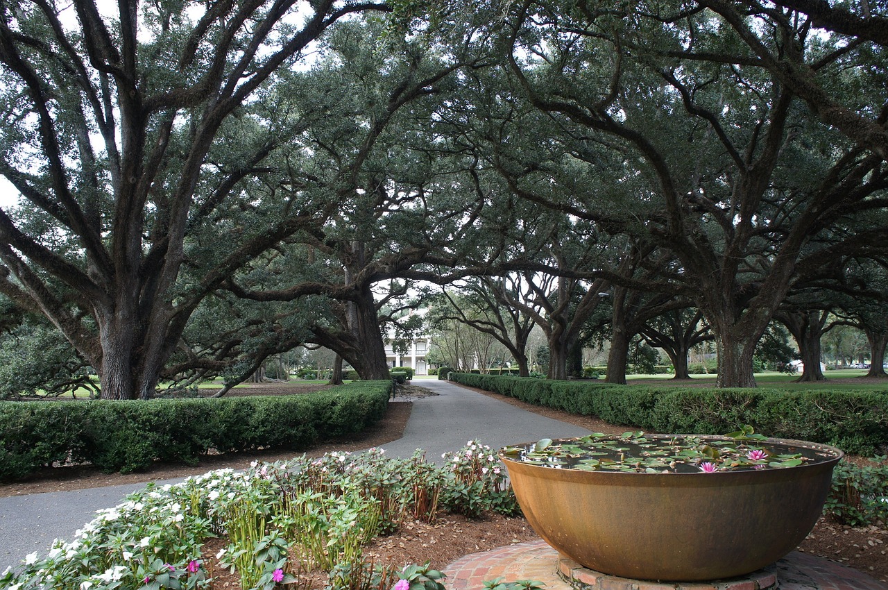 plantation tree allee free photo