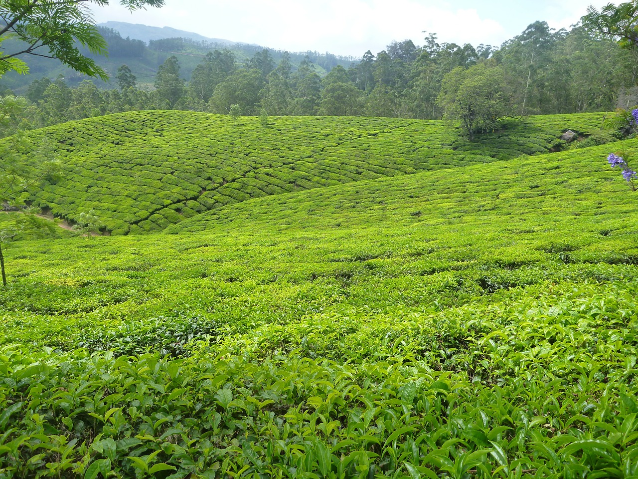 plantation tea garden free photo