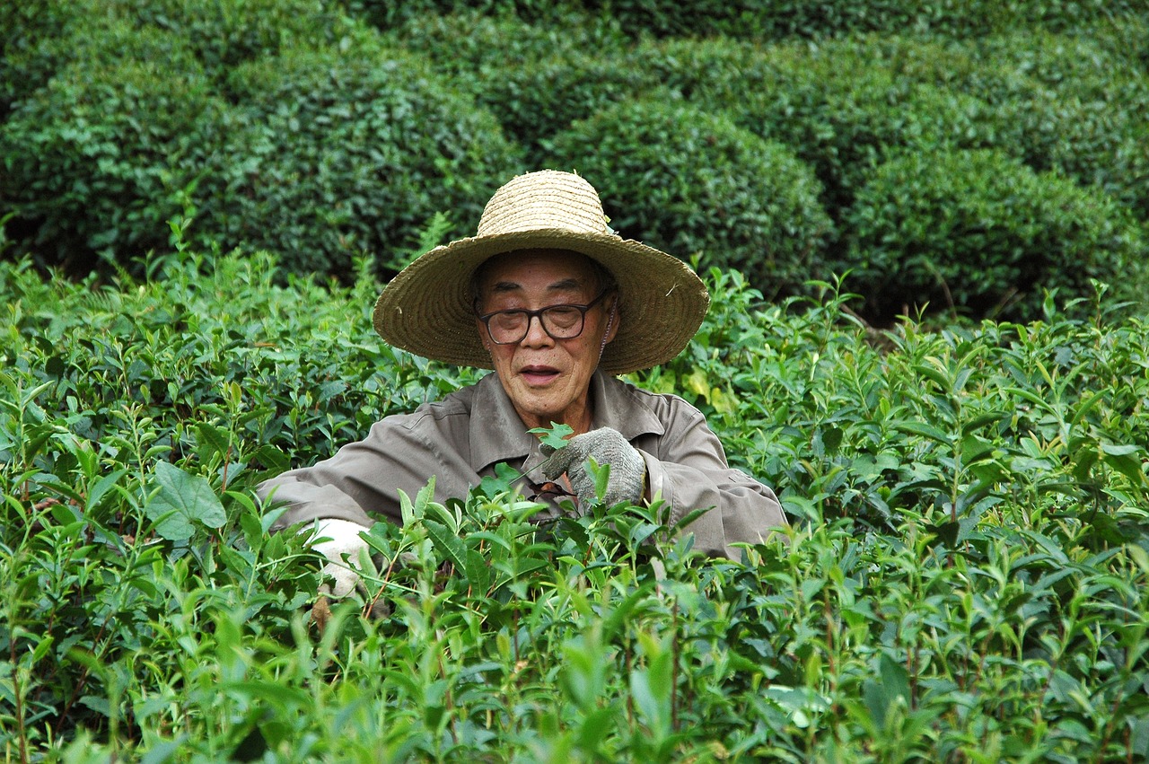 plantation tea man free photo
