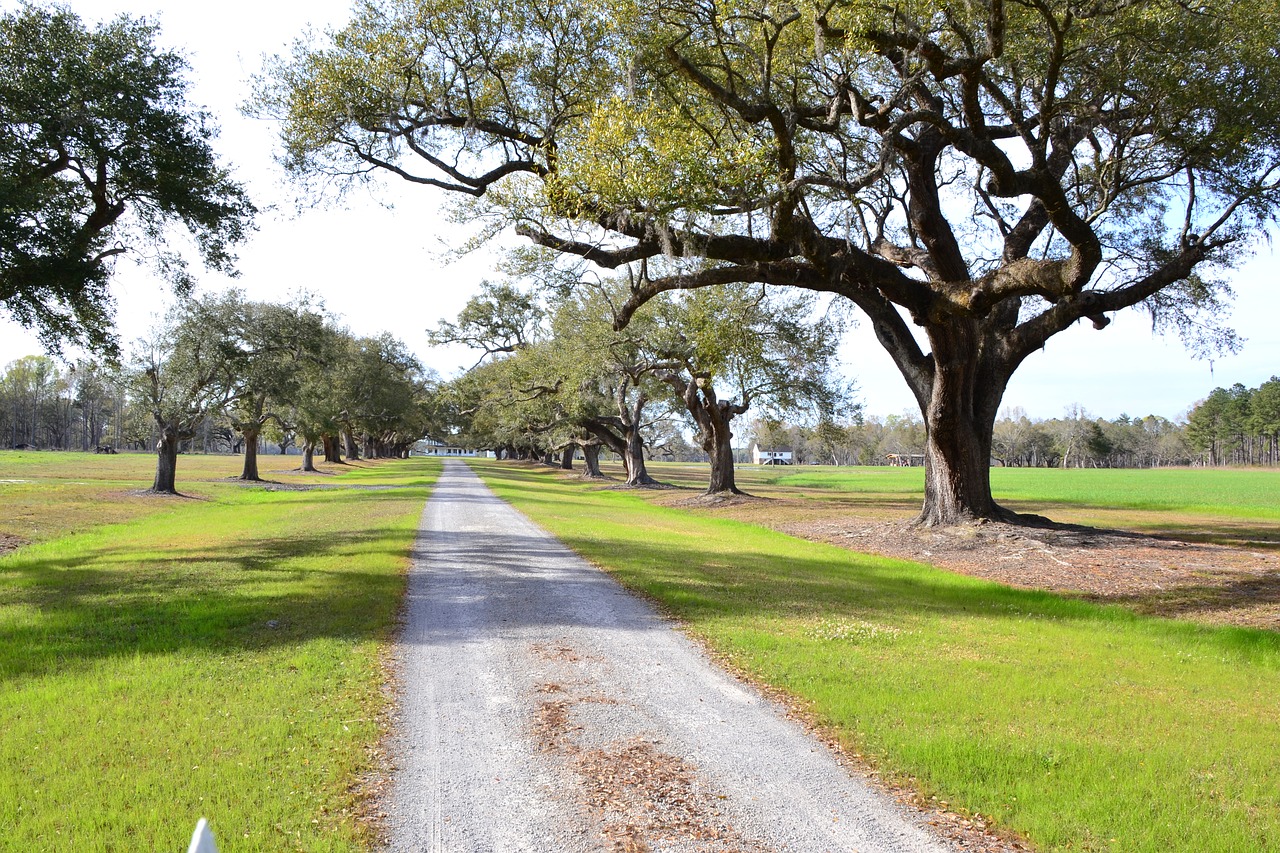 plantation oak trees south free photo