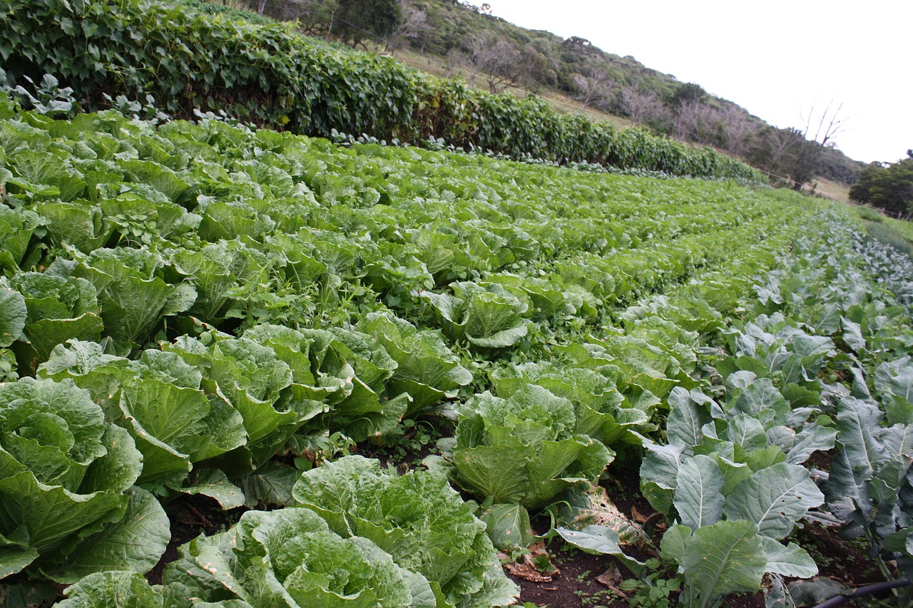 plantation lettuce roça free photo