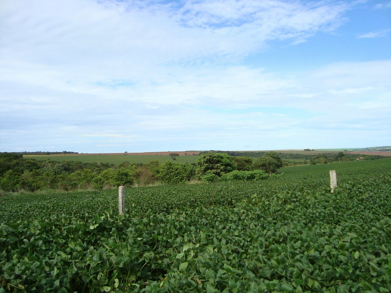 plantation soybeans crop free photo