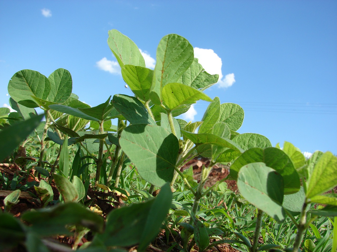 plantation soybeans planting free photo