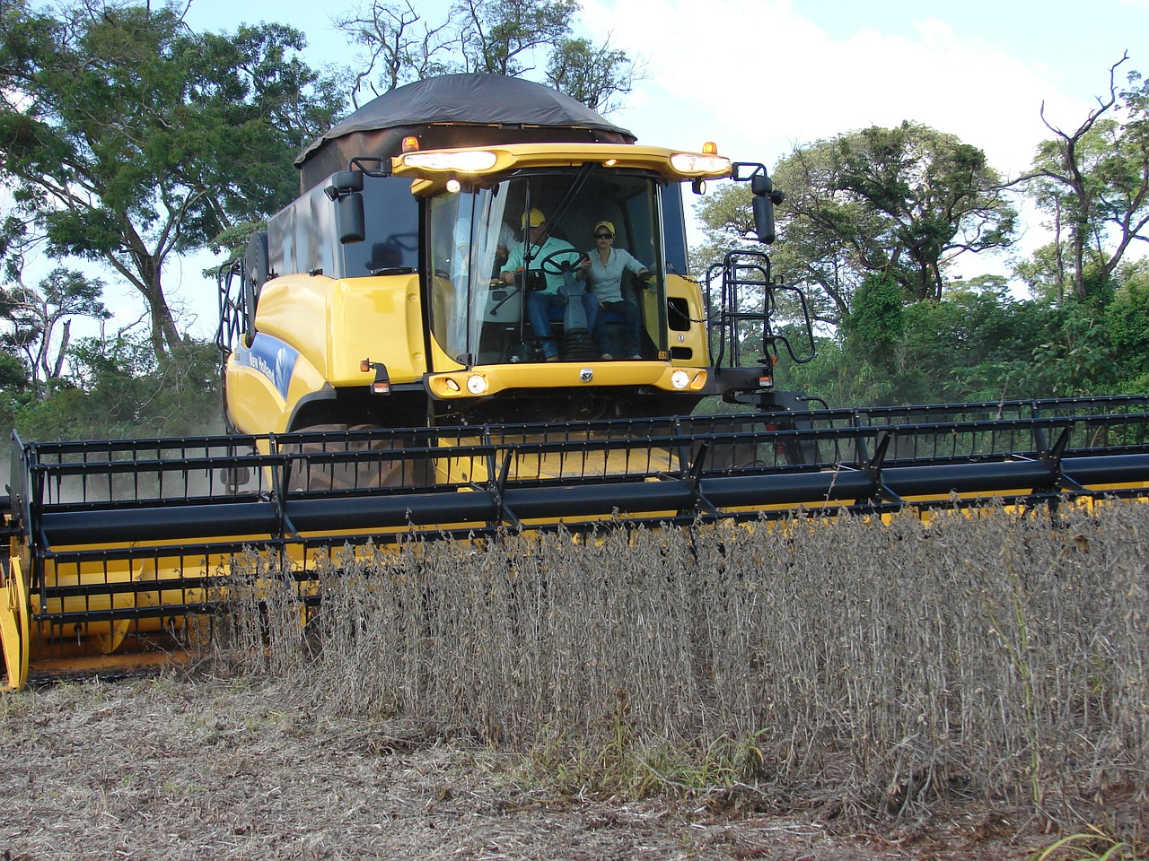 plantation soybeans harvest free photo