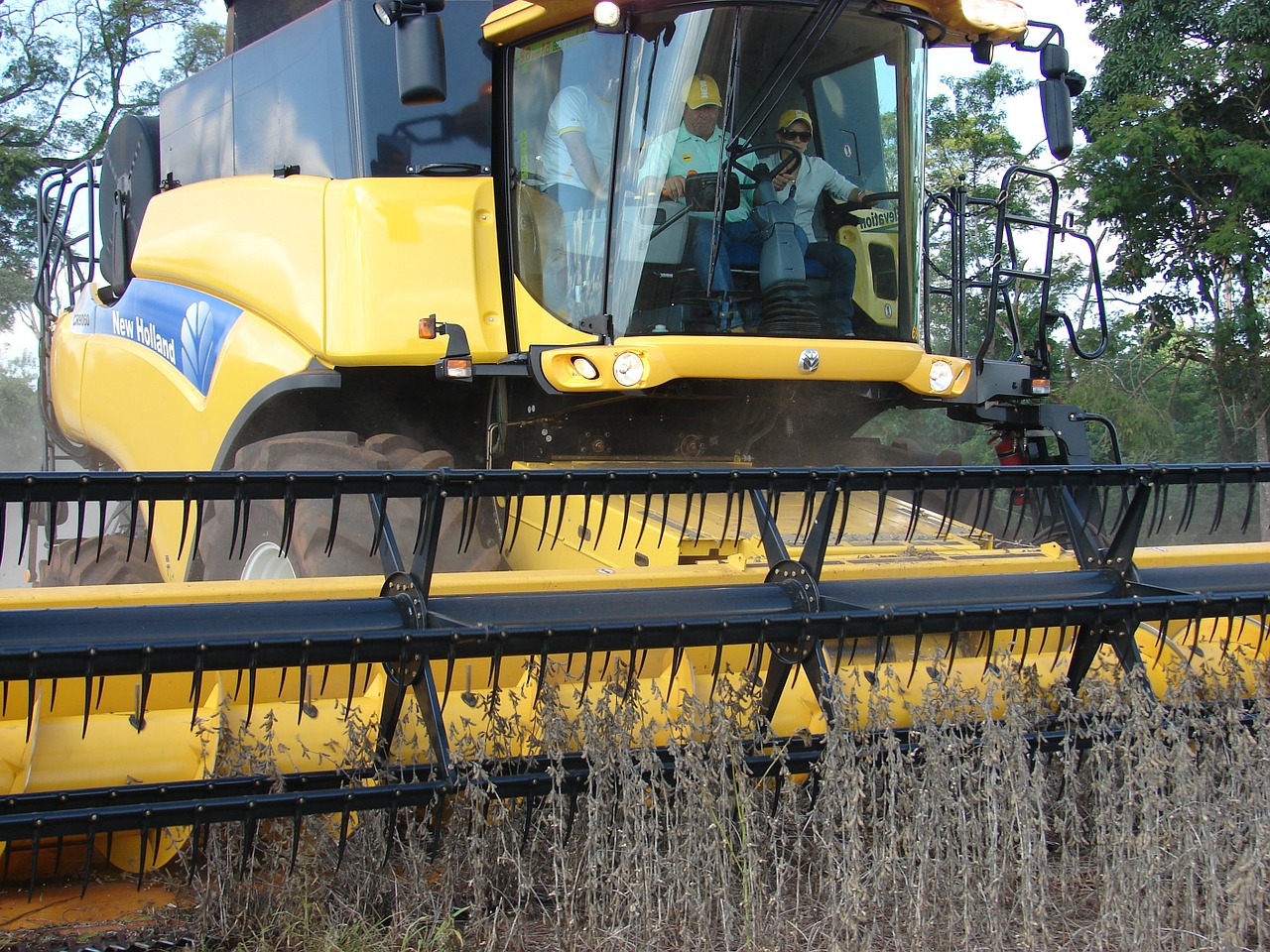 plantation soybeans harvest free photo