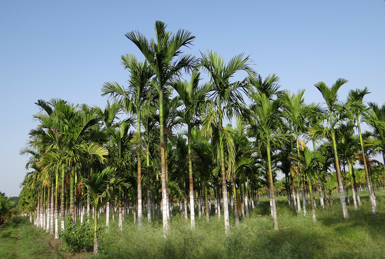 plantation areca nut areca palm free photo