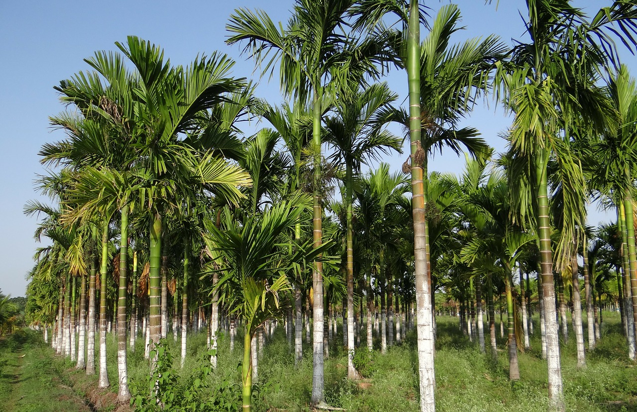 plantation areca nut areca palm free photo