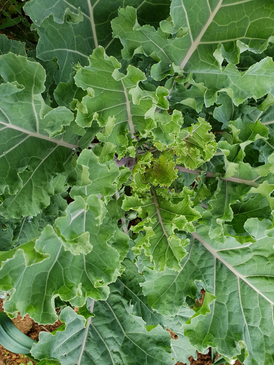 plantation  growing  vegetable free photo