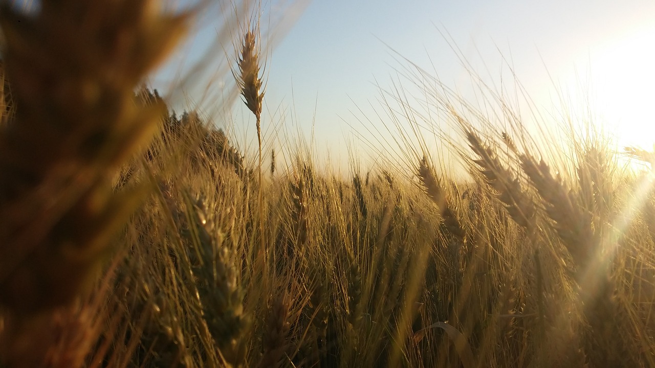 cereals plantation landscape free photo