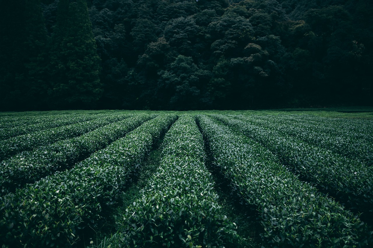 plantation tea field free photo