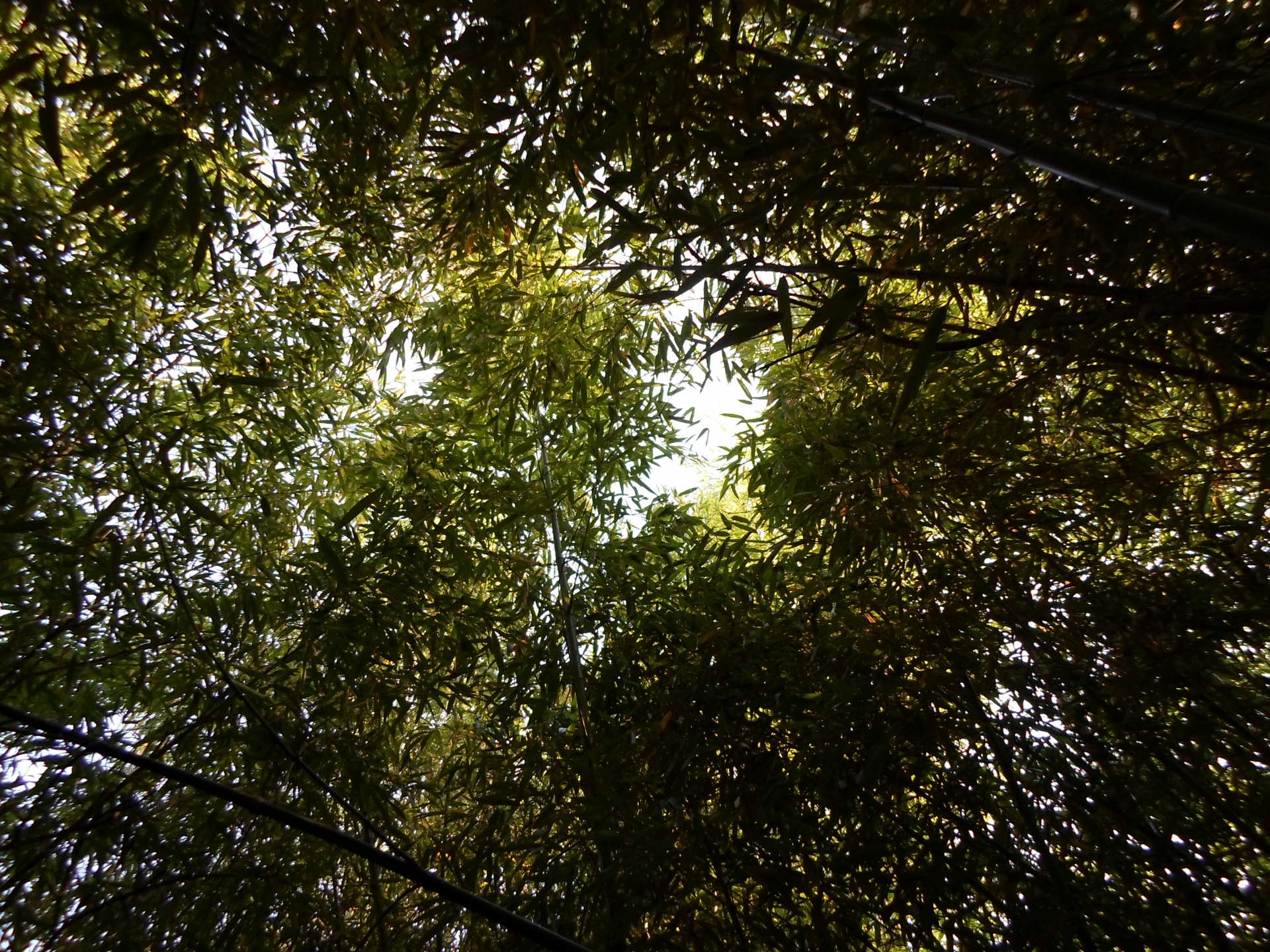 bamboo green grass free photo