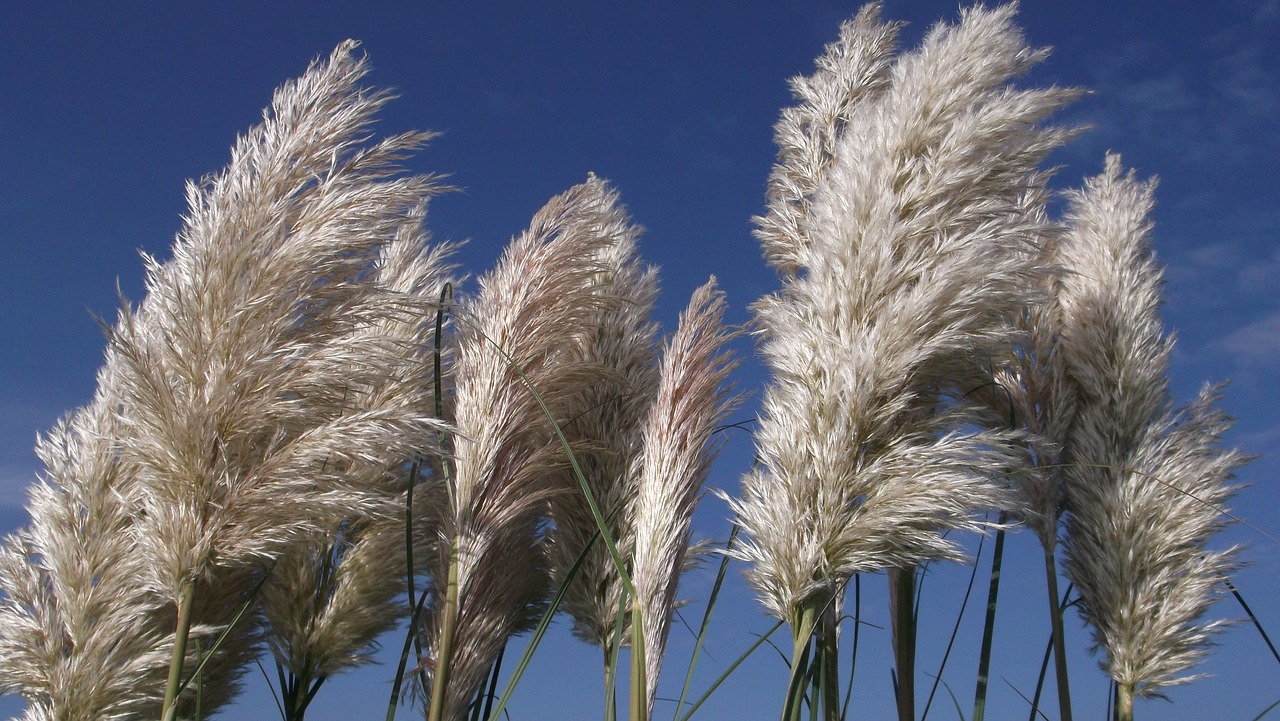 planted reed sea grass free photo