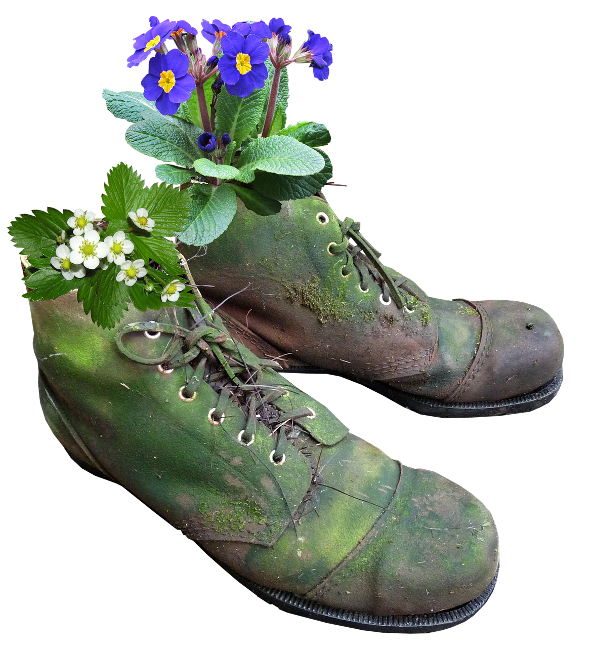 planter flowers old boots free photo