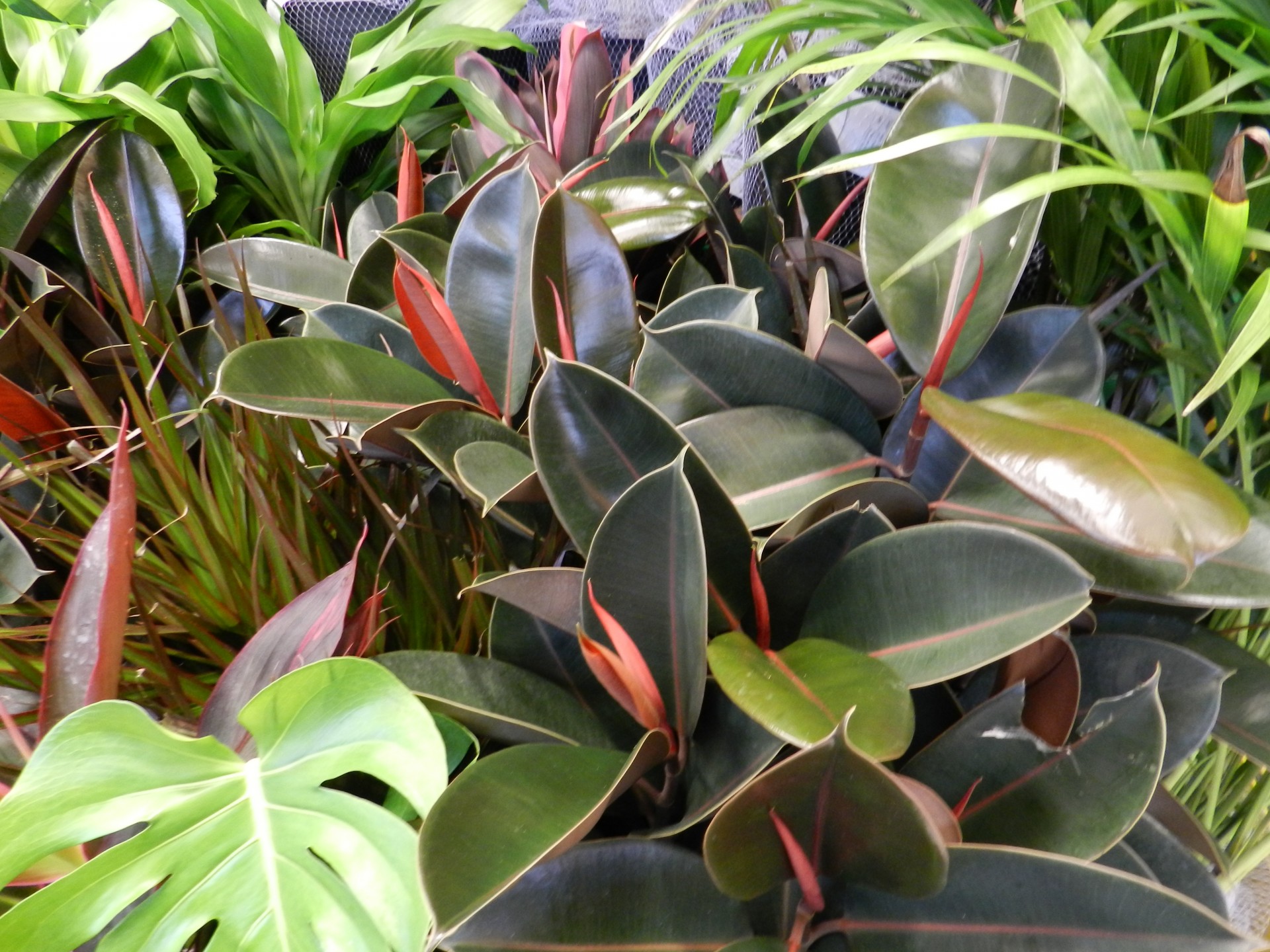 plant leaves tropical free photo