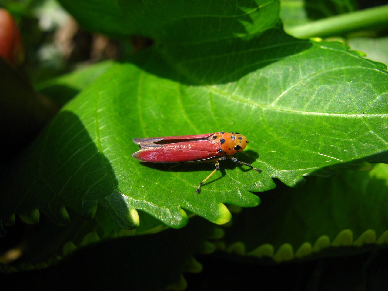 planthopper insect pink free photo