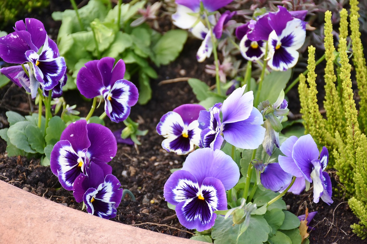 planting flowers stiefmütt cher chen free photo