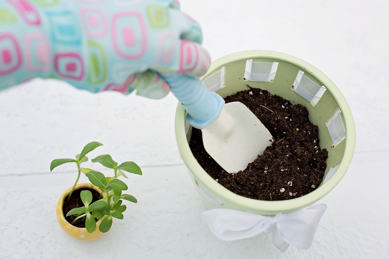 planting gardening flower pot free photo