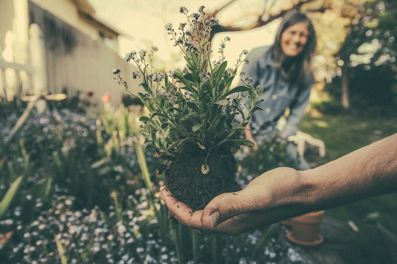 planting flowers garden free photo