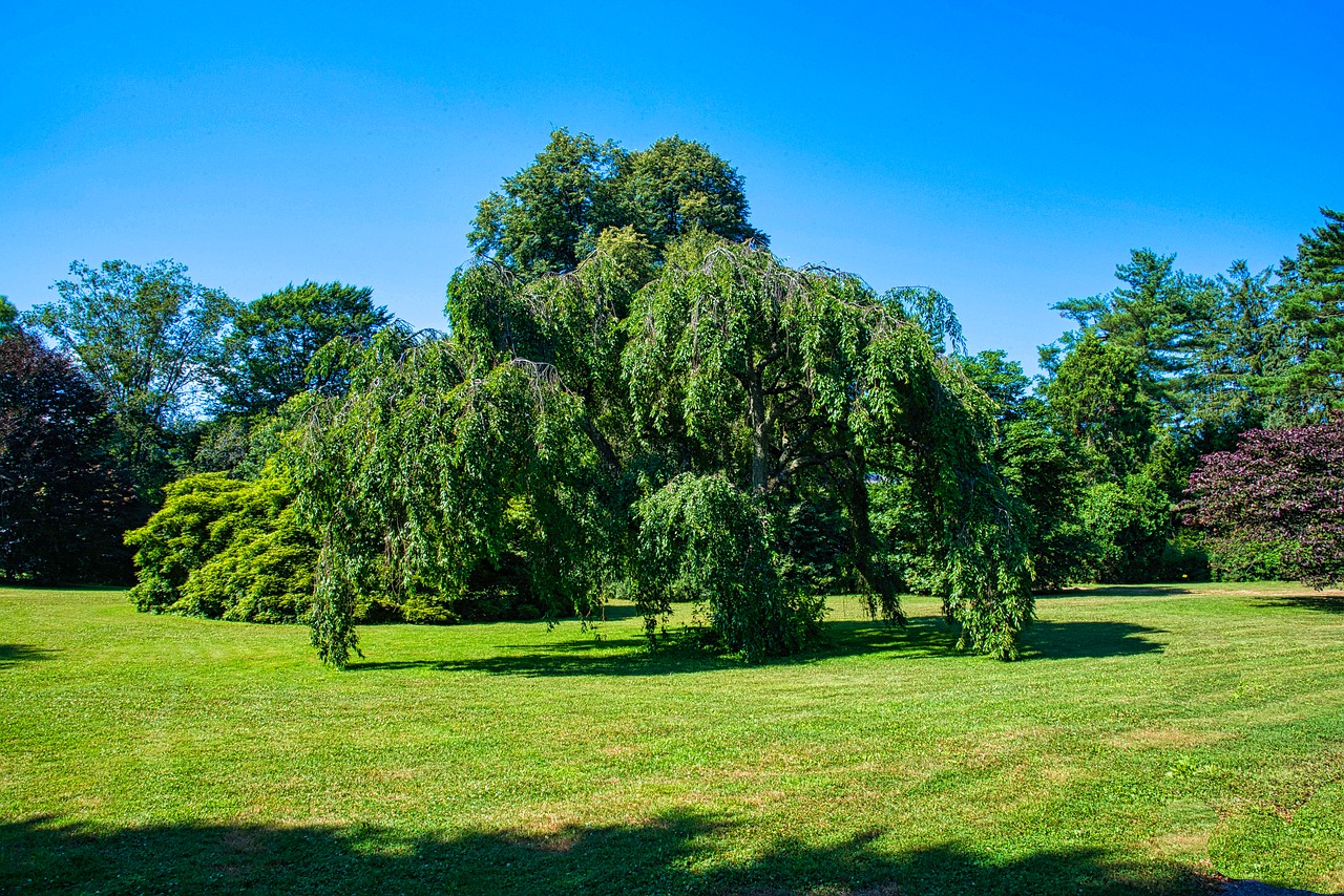 planting field  exotic tree  nature free photo