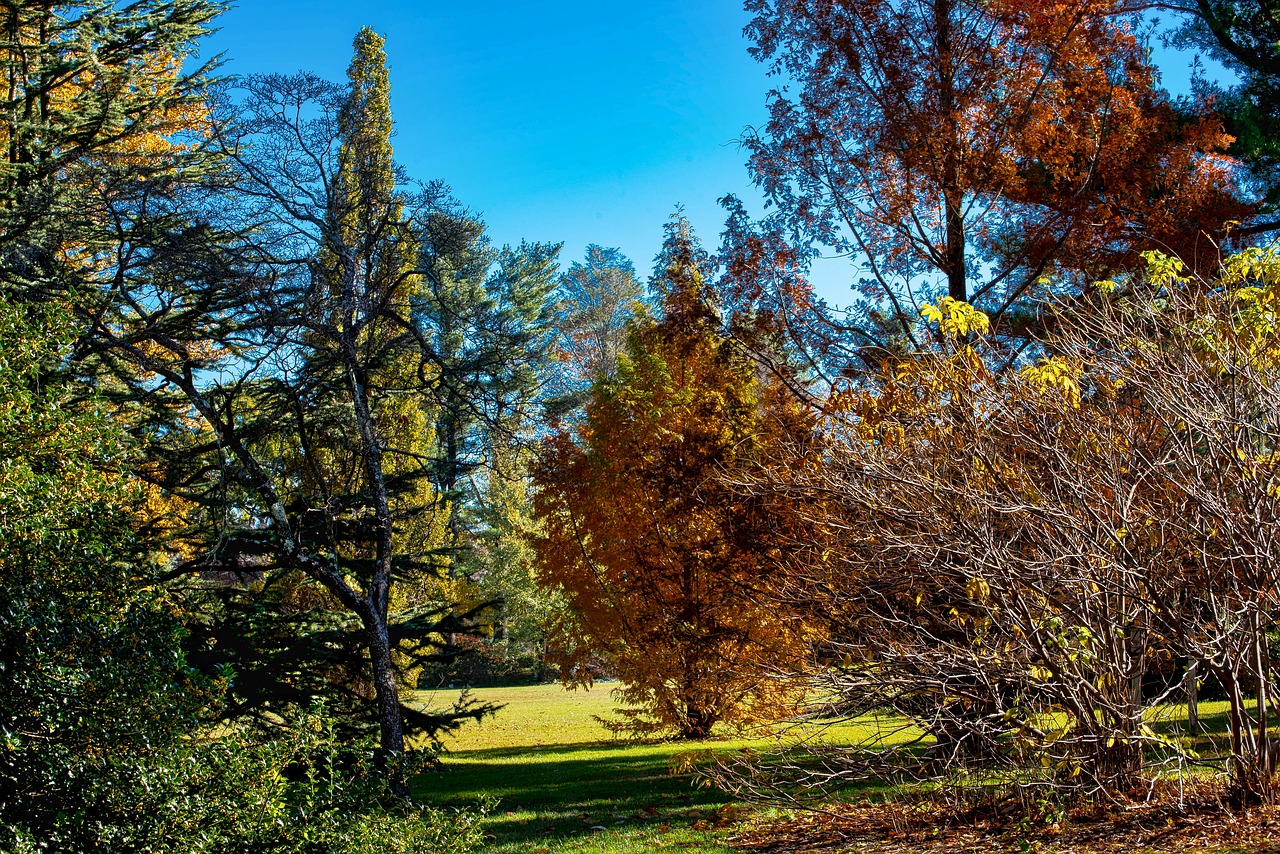 planting fields fall season tree free photo