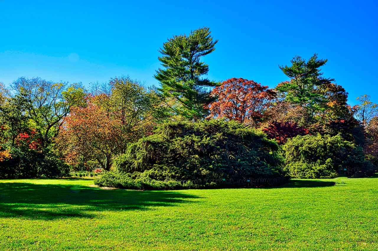 planting fields tree fall free photo