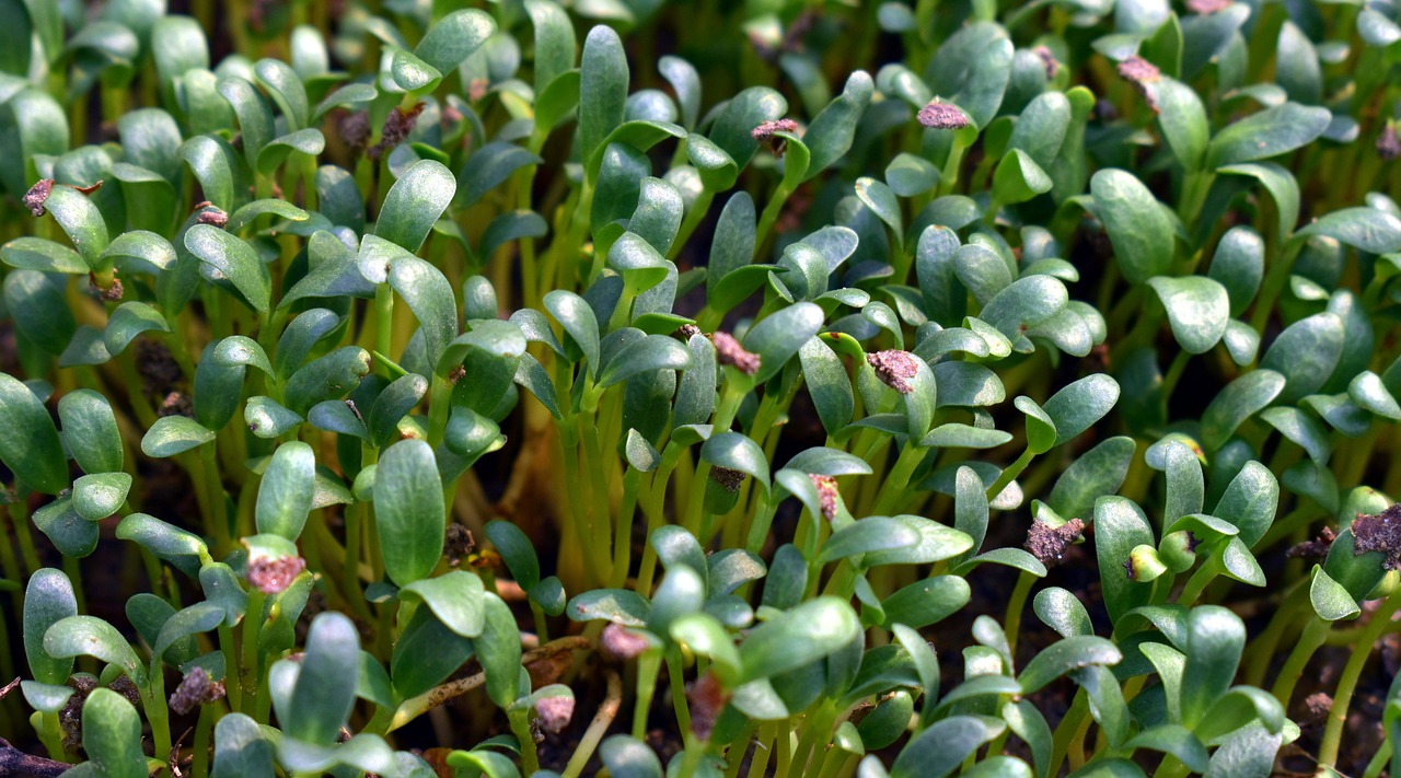 plantlings young green free photo