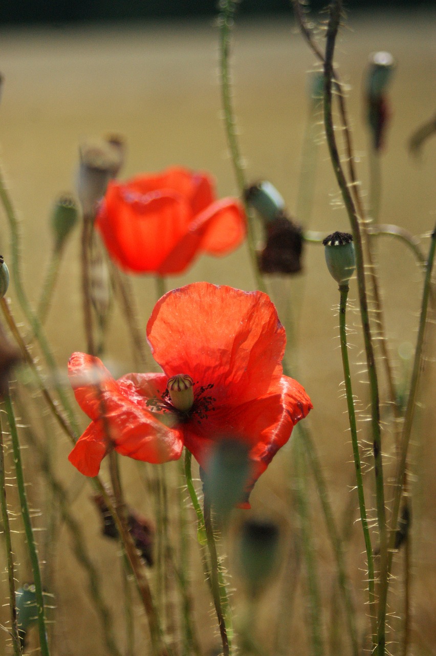 poppy plants flowers free photo