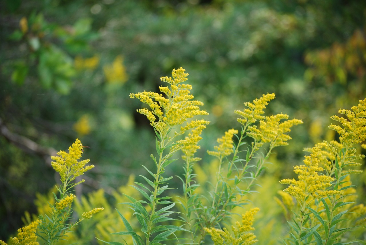 plants green growth free photo