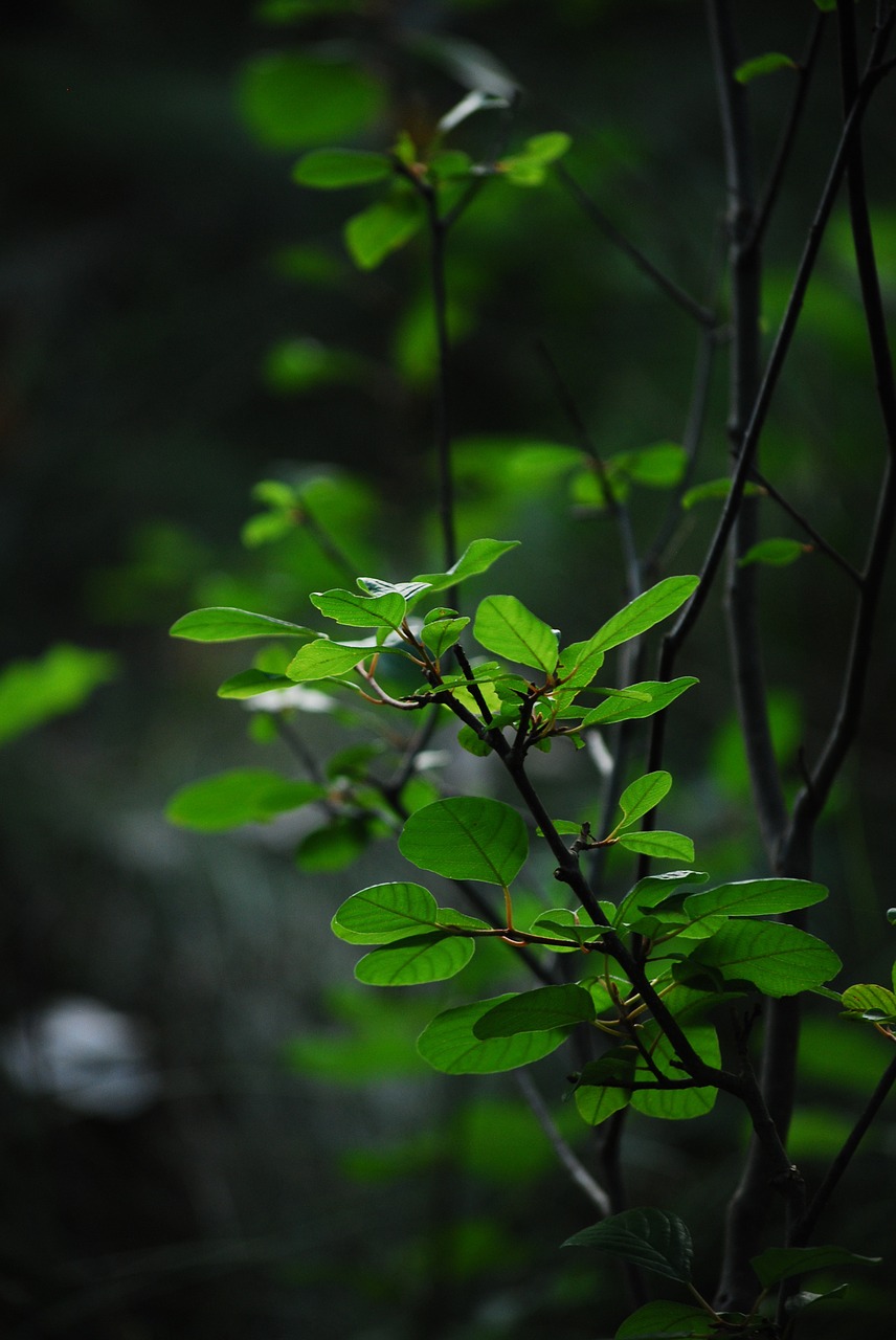 plants green leafs free photo