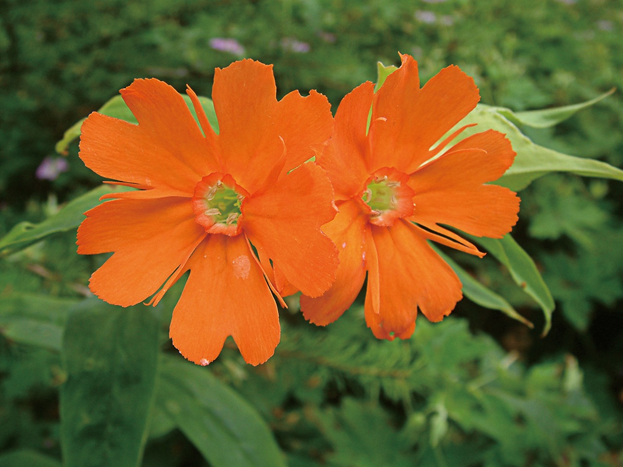 plants brake shoes flowers flowers free photo