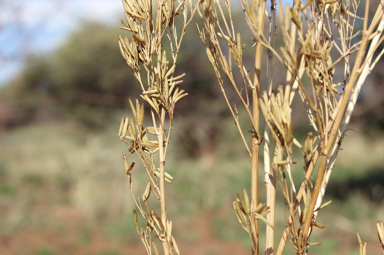 plants nature dry free photo