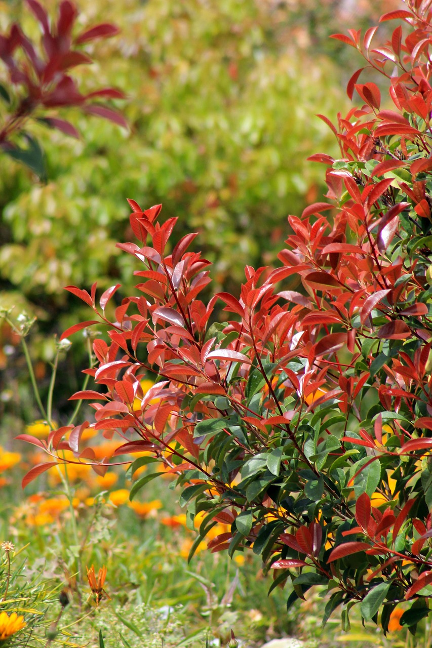 plants leaves garden free photo