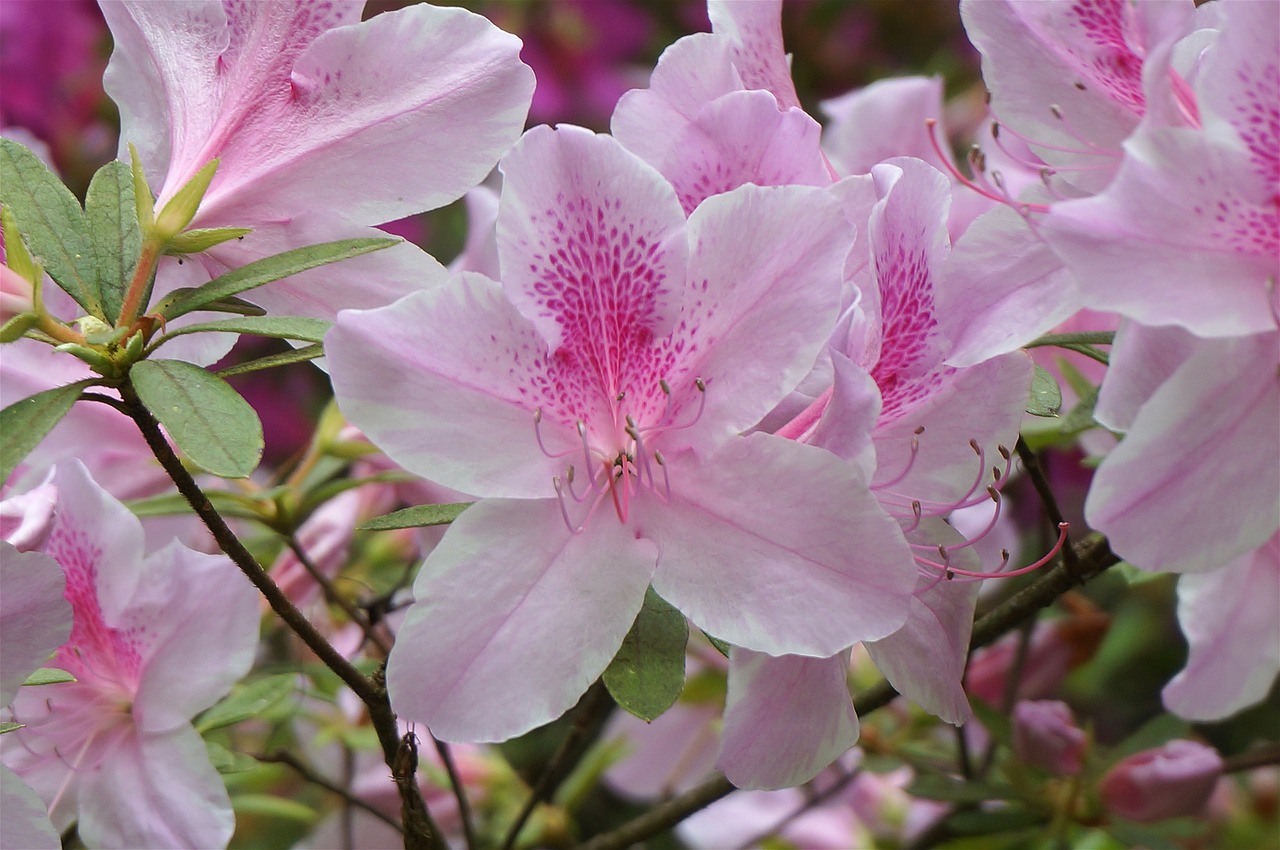 plants flowers azalea free photo