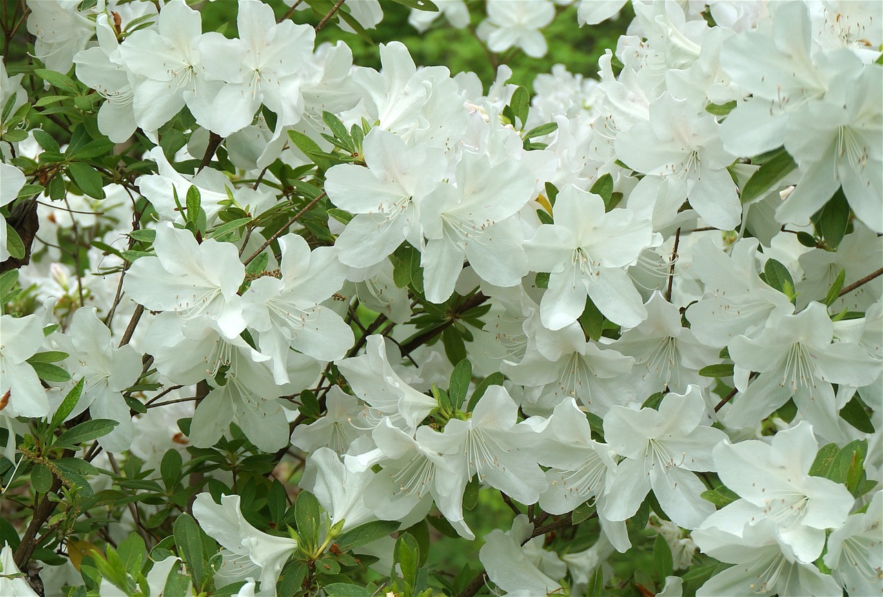 plants flowers azalea free photo