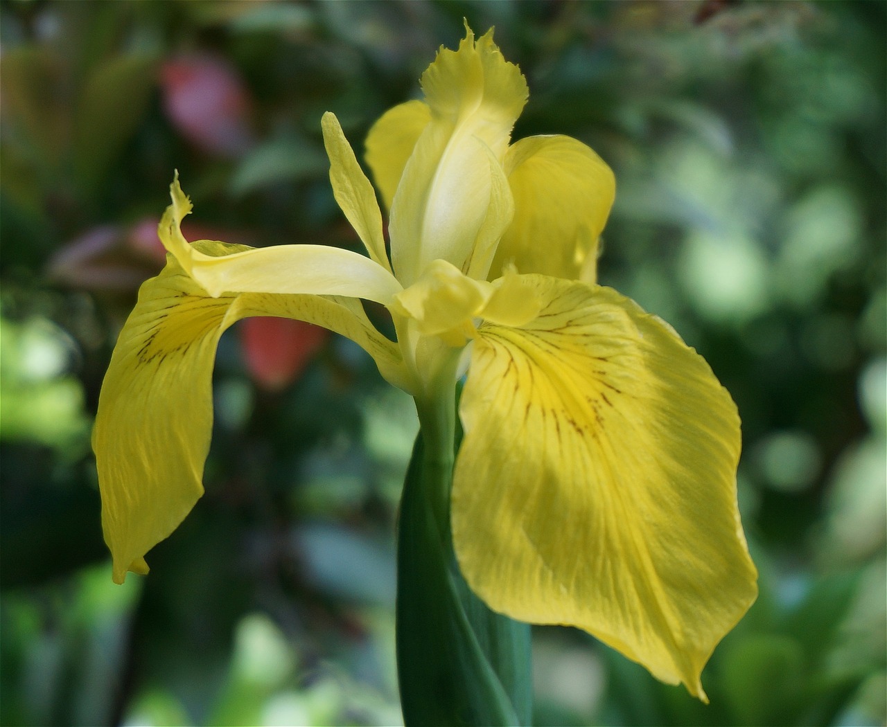 iris plants flowers free photo