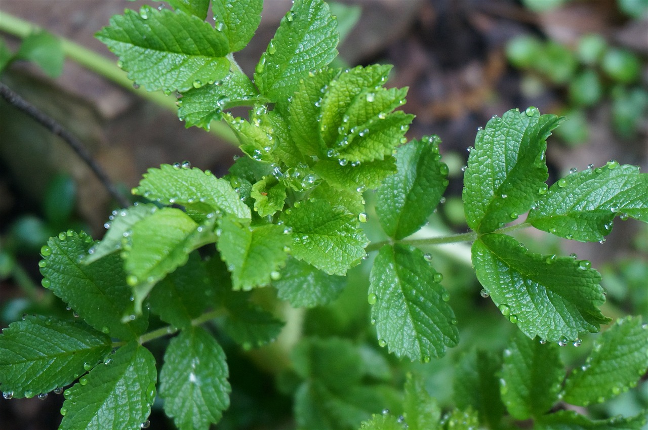 leaves rose plants free photo