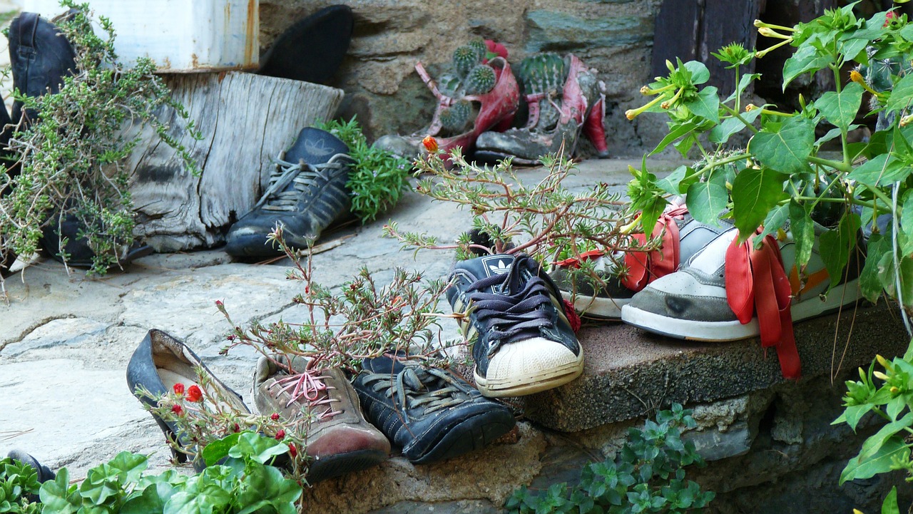 plants shoes old free photo