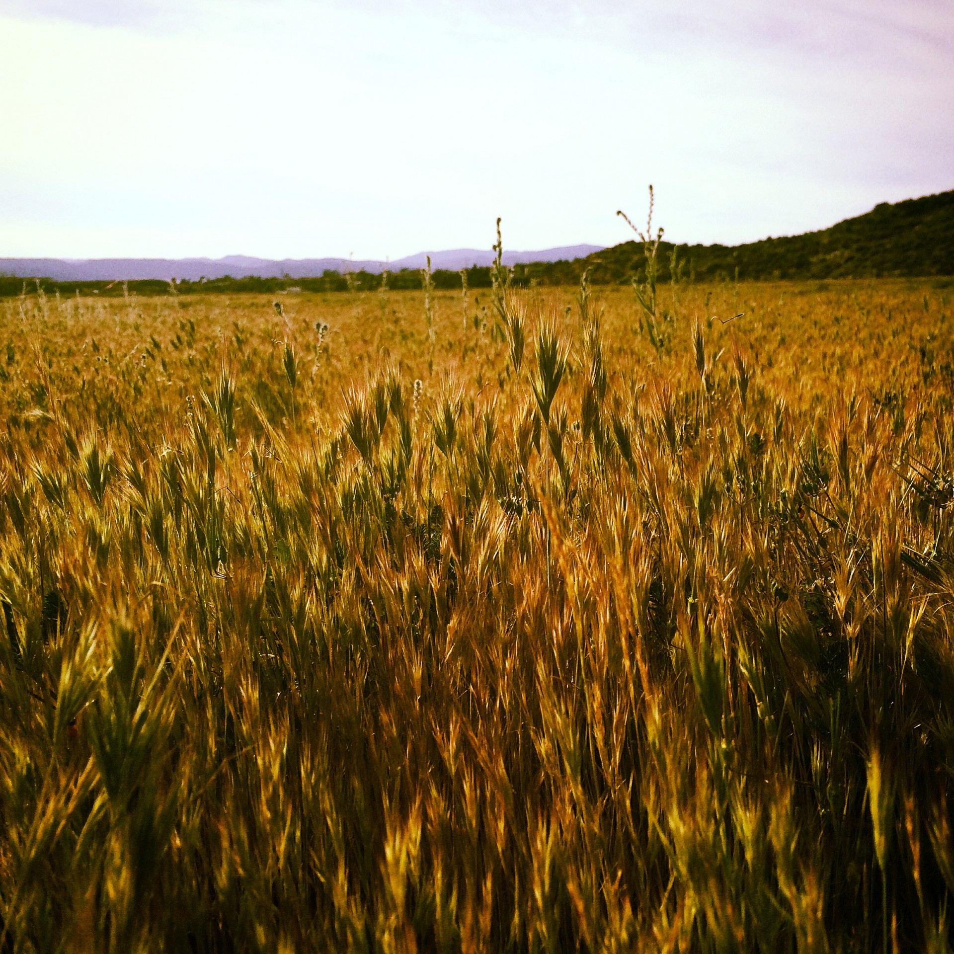 grass california plants free photo