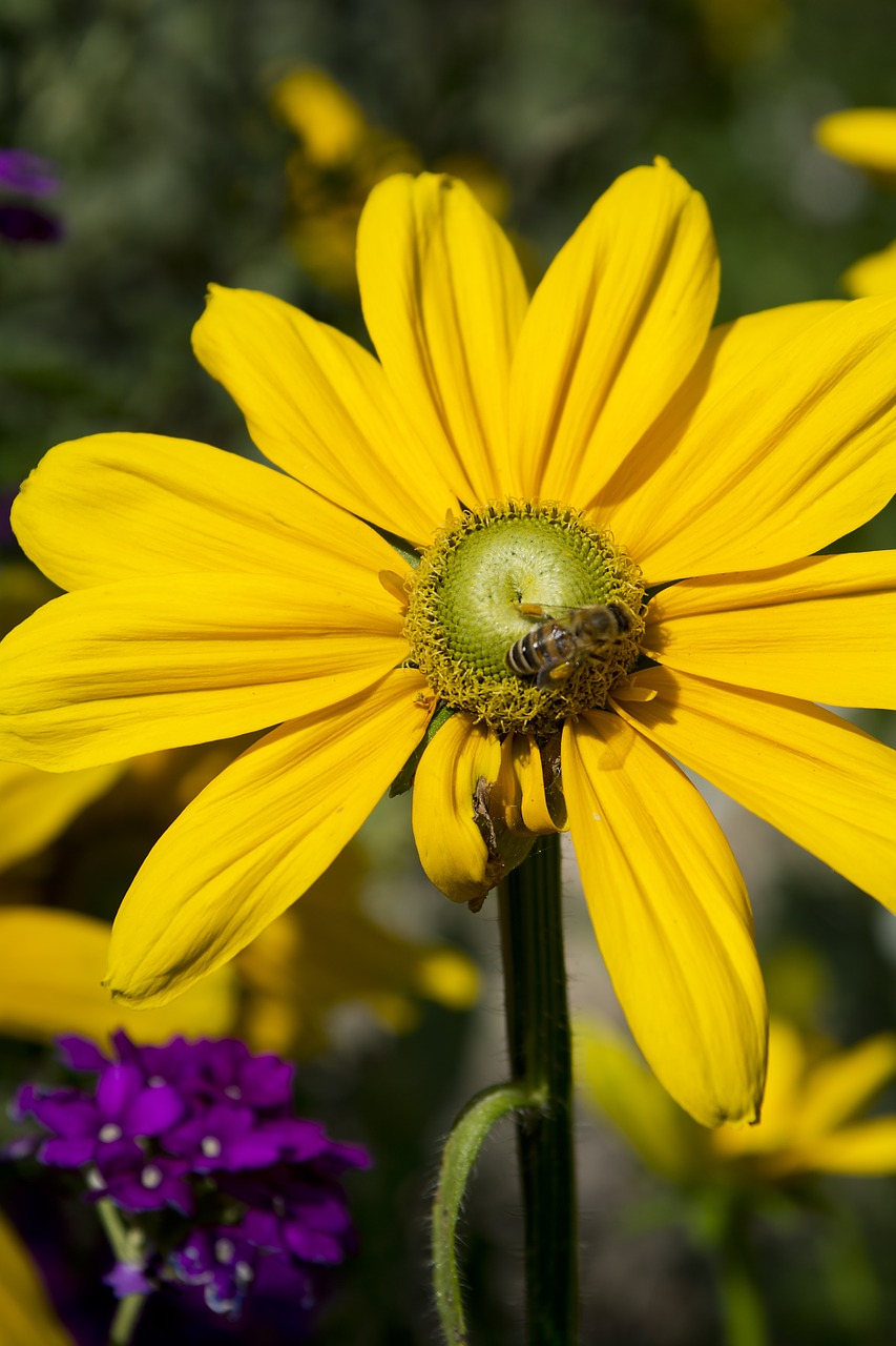 plants flowers flower free photo