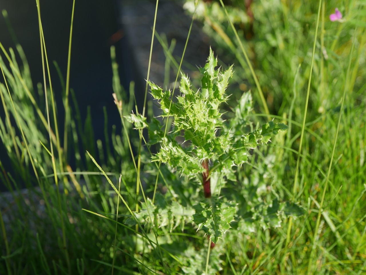 plants green sunny free photo