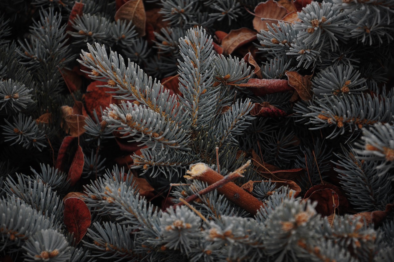 pine plant unforgettable free photo