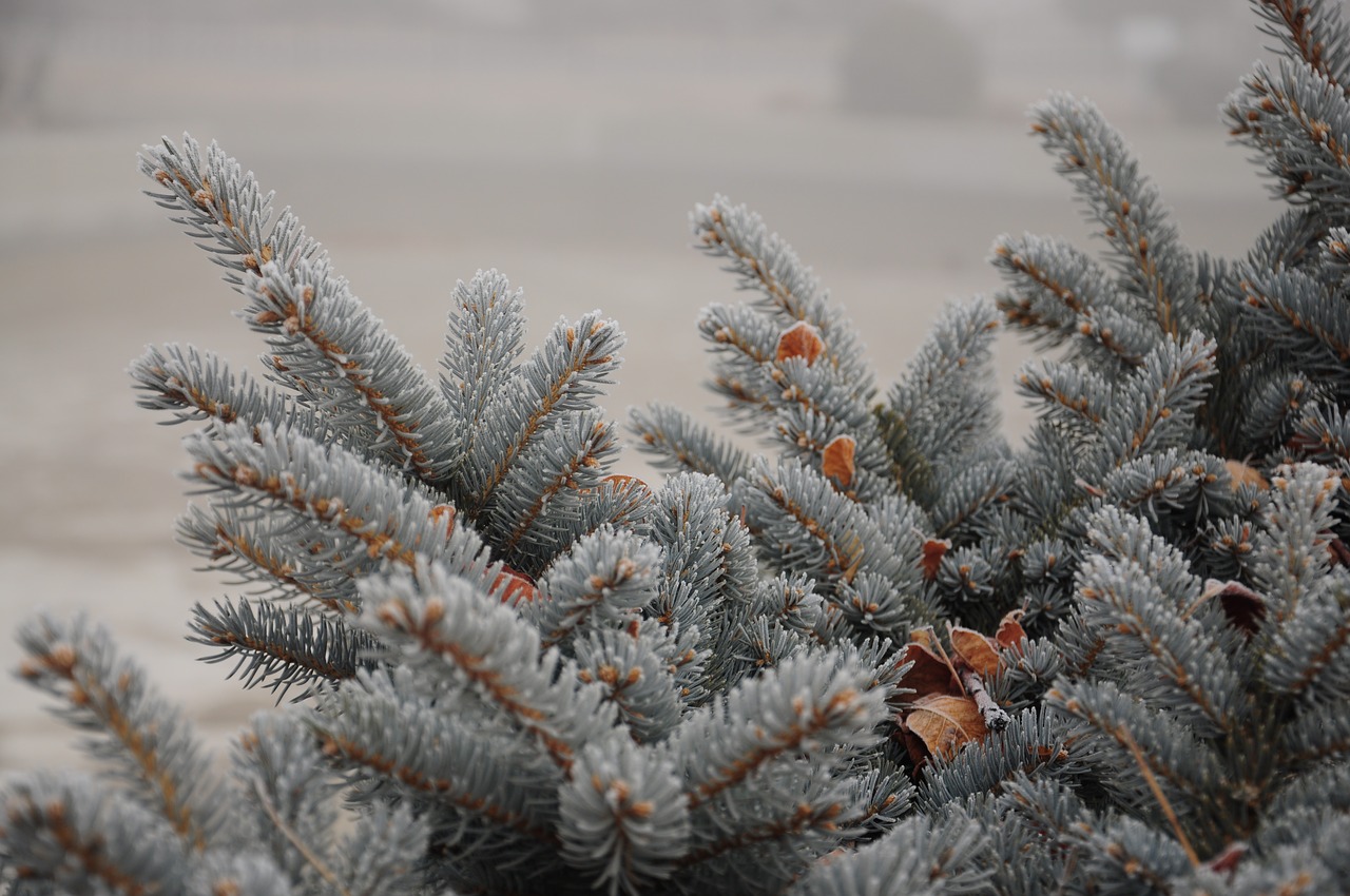 frost winter background free photo