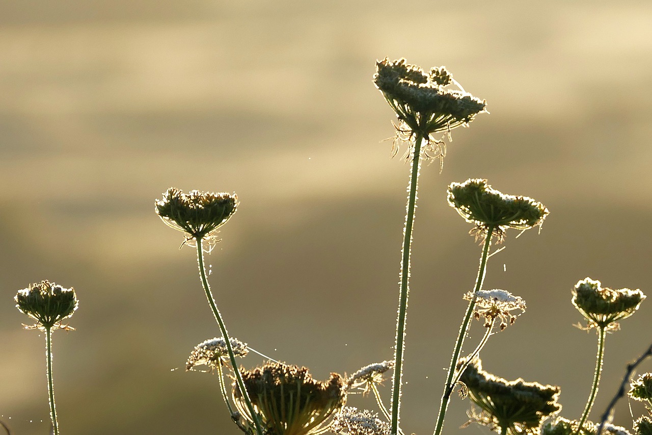 plants contre jour nature free photo