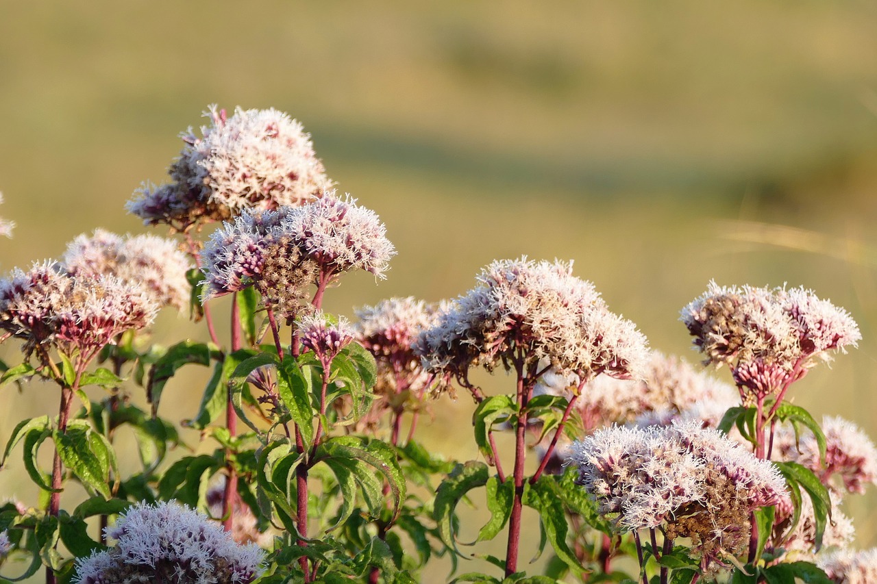 plants contre jour nature free photo