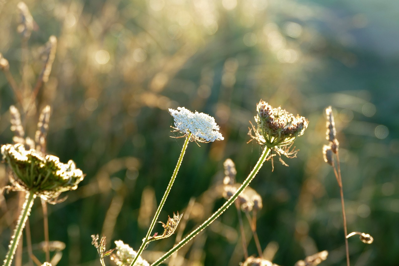 plants contre jour nature free photo